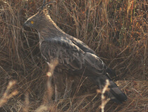 work Image