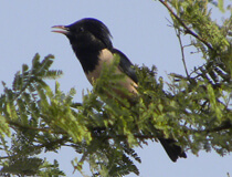 work Image